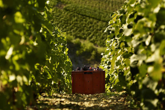 Vendanges du millésime 2023