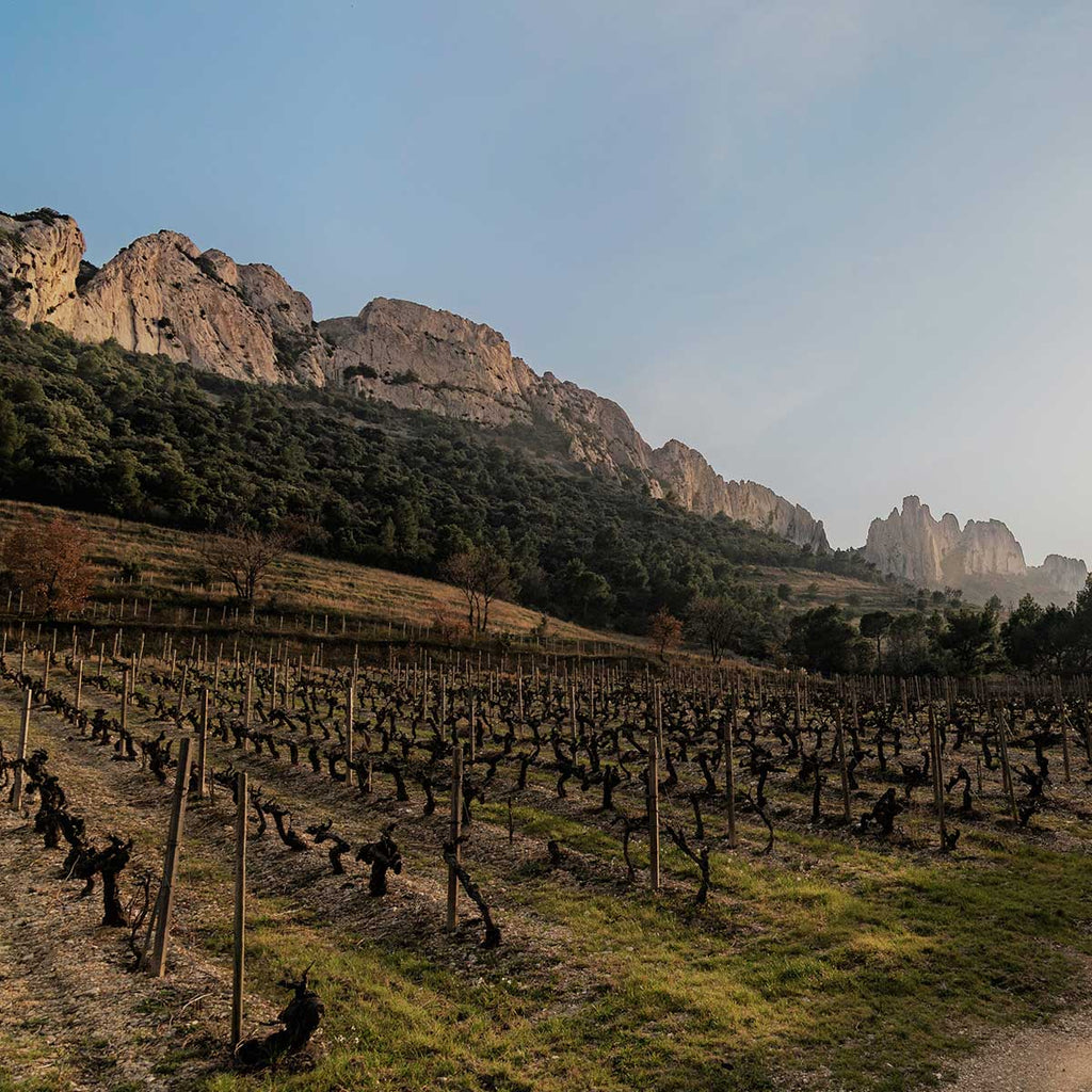 Les vins blancs secs du Printemps